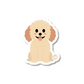 GOLDEN DOODLE DOG STICKER